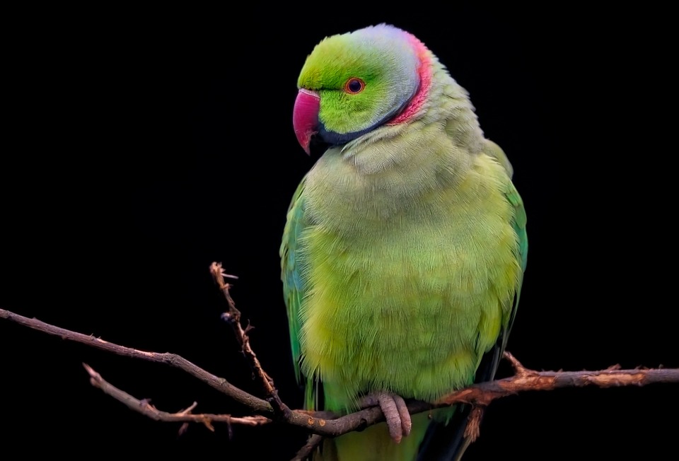 Papoušci jsou krásní. 